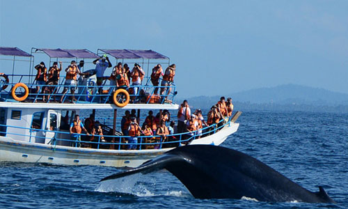 6 days Tour  - The Sri Lanka Tours - thesrilankatours.com